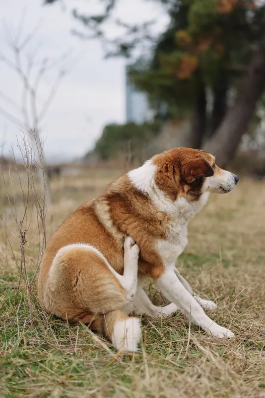 Dog sitting in a grassy field outdoors, calm pose with one hind leg raised, natural light and open space, peaceful pet portrait capturing a quiet countryside moment for lifestyle and companionship