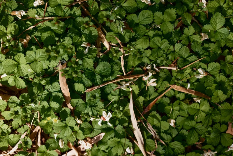 Leaves and groundcover foliage of green plants in a forest nature setting, closeup texture of small wild leaves, scattered twigs and tiny white flowers on natural floor.