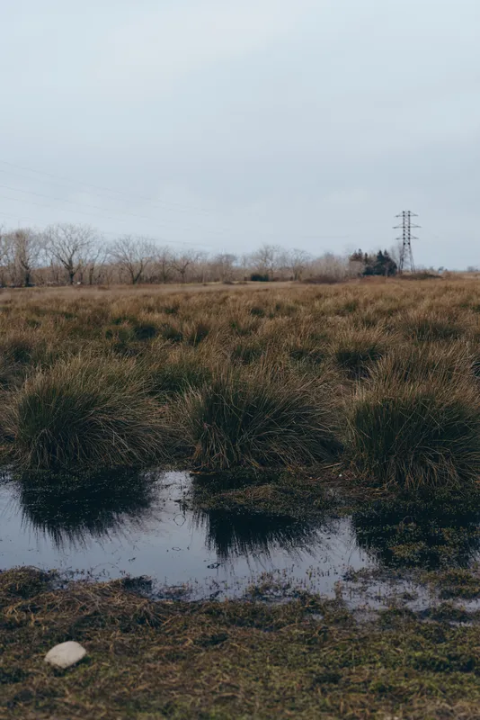 Calm rural landscape outdoors, field of grass, shallow water with sky reflection, leafless trees and power lines, quiet nature mood, natural colors, soft light