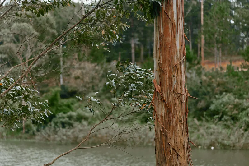 Majestic eucalyptus tree in nature, showcasing its textured bark and lush green surroundings by the tranquil river Ideal for nature and conservation themes