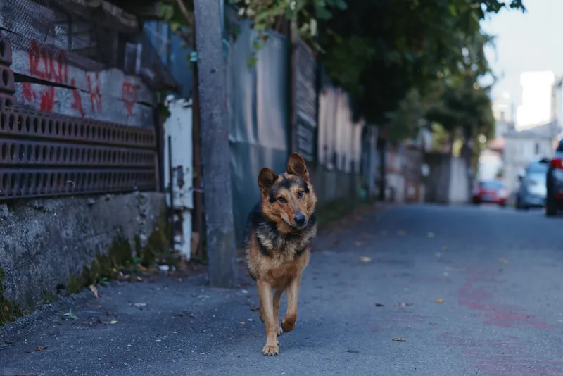 Dog stray dog walking alone on urban street pavement, cautious brown mixed breed exploring city alley at dusk in soft evening light. Homeless animal portrait, lonely scene with blurred cars.