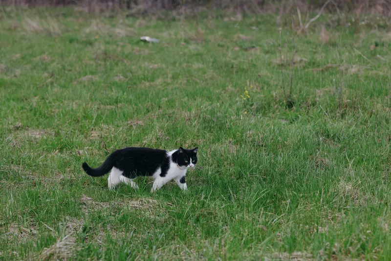 Black and white cat walks through a green grassy field exploring the natural outdoor environment on a calm day.