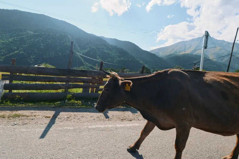 A brown cow walks along a paved road in a quiet rural landscape. Distant mountains rise under a clear blue sky, creating a calm, pastoral scene with gentle shadows.