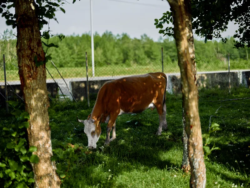 Cow grazing in green pasture under the shade of trees beside a fence on a rural farm, brown and white livestock feeding on grass in a peaceful meadow with sunlight.