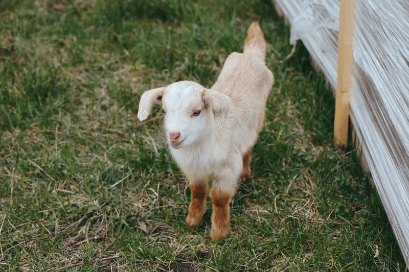 Goat kid standing on grass beside a shelter, exploring a sunlit farm yard, showcasing outdoor life, nature, playful curiosity, and gentle innocence under soft natural light, ideal for lifestyle and