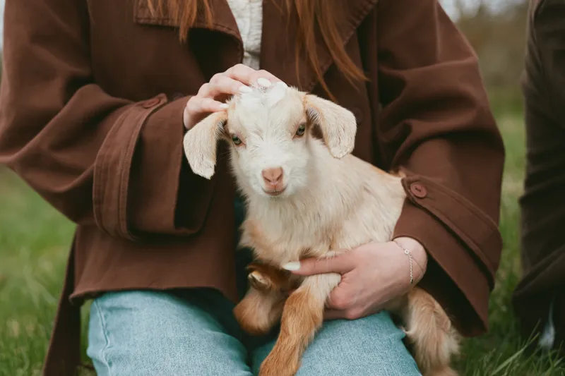 Caring person holding a goat kid outdoors in a meadow, warm tones, lifestyle moment showcasing bond and companionship, gentle touch, natural light, rustic setting, wholesome and serene.