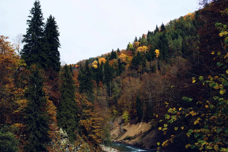 Осенний лесной пейзаж, деревья, природа, свежий воздух