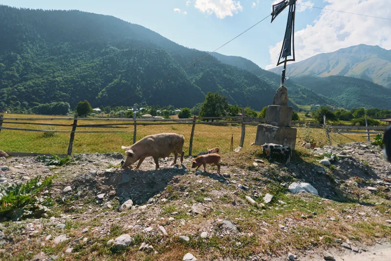 A mother pig and piglet graze in a rocky rural field beneath a mountain landscape, with a wooden fence and a weathered stone cross beside them.