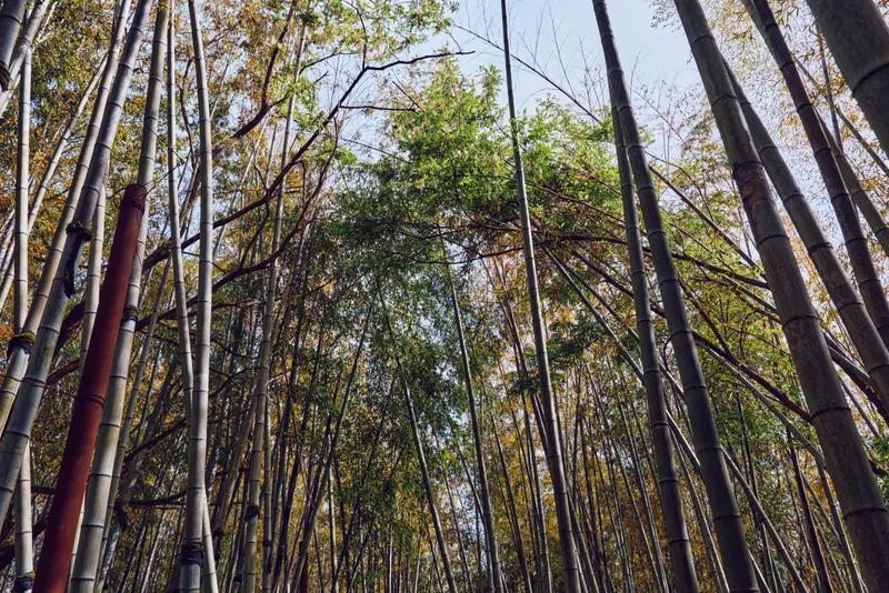 Bamboo forest with tall stalks and dense canopy, trees rising toward sky in tranquil grove. Nature scene with filtered sunlight and vertical trunks creating serene atmosphere.