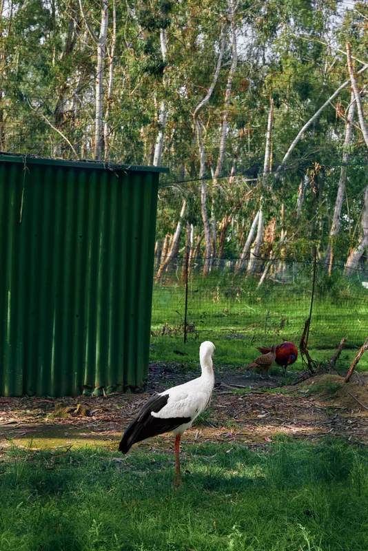 Stork bird chicken farm grass shed birch nature scene with a white stork standing on one leg near a green corrugated shed, chickens and birch trees in a rural backyard landscape.