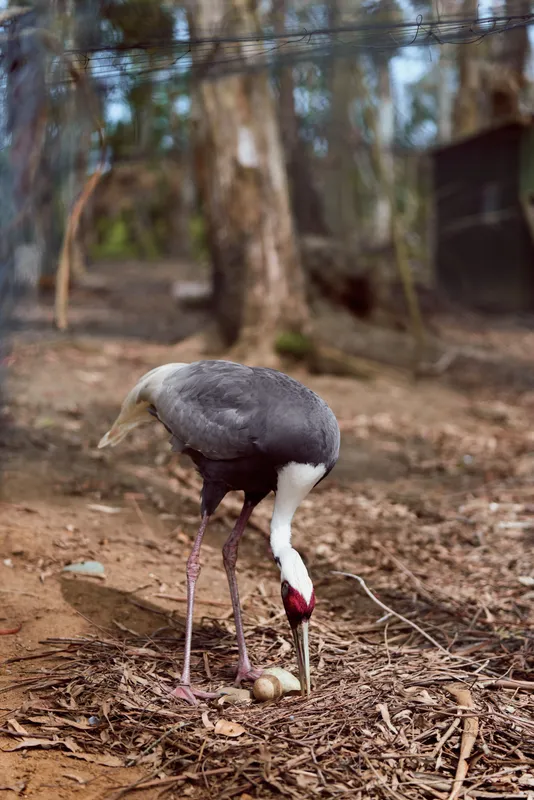 crane bird eggs nest wildlife nature adult feeding on ground near clutch in forest habitat, long legs and curved neck tending pale eggs among leaf litter and sticks during nesting season
