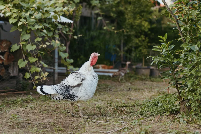 Turkey, adult male turkey, white black turkey, backyard turkey, farm turkey, strutting turkey: adult tom with red wattle strutting and walking in a rustic backyard garden near wood pile, curious