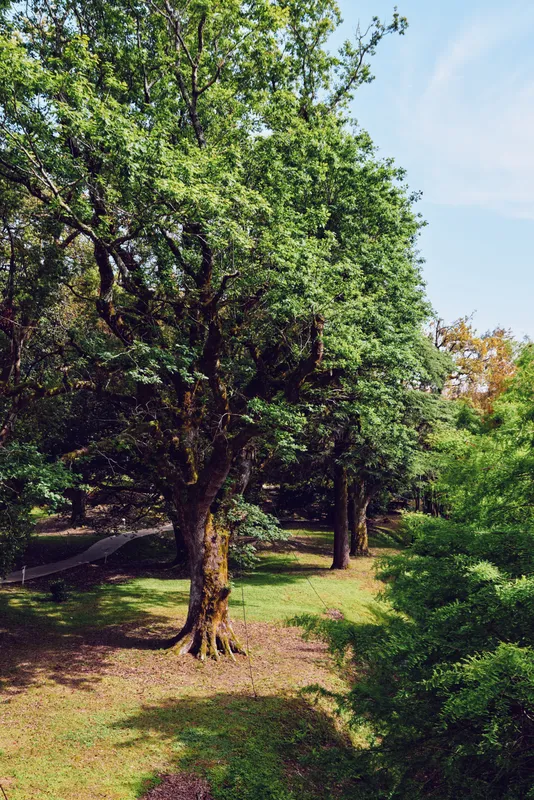 Tree and trees in a park forest scene with green leaves and grass under warm sunlight, showing textured trunk and canopy, shaded path and open meadow for peaceful outdoor nature walk.