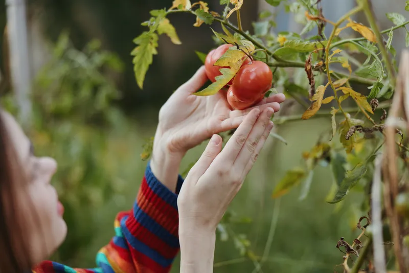 Woman in her 20s with focused expression and hands gently picking a ripe tomato in a backyard garden, wearing a colorful striped sweater for casual outdoor harvest and lifestyle photography.