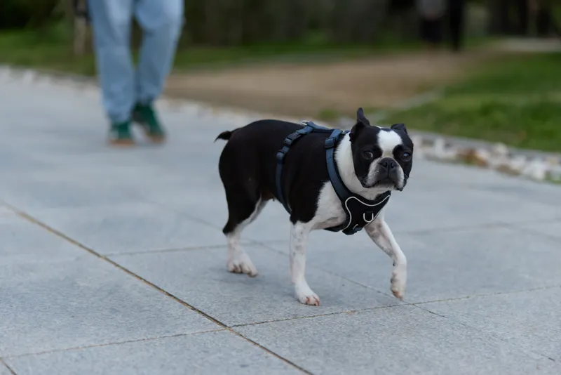 Boston terrier dog walking on urban sidewalk with blurred human legs in background, black and white pet wearing harness outdoors