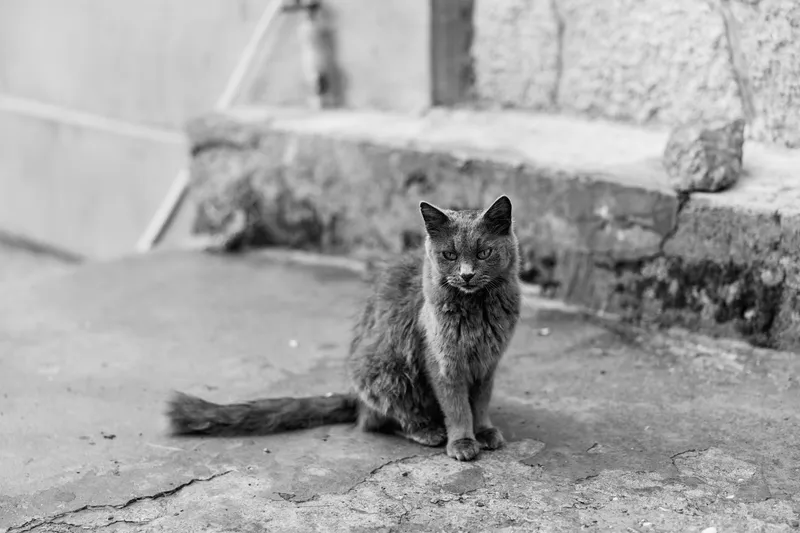 Кошачий страж: чёрно-белый кот грациозно сидит перед старым зданием