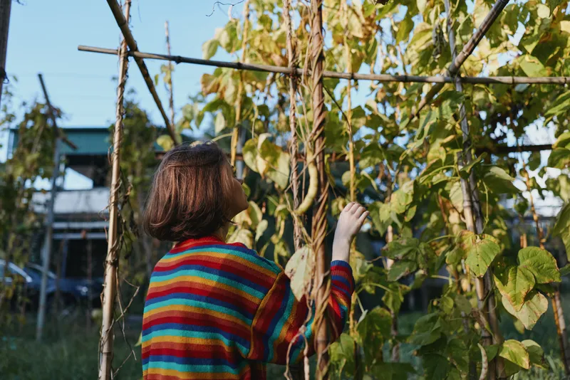 Woman in a colorful striped sweater harvesting climbing beans on a wooden trellis in a home garden, casual outfit, curly hair, autumn light, inspecting vines for sustainable lifestyle imagery.