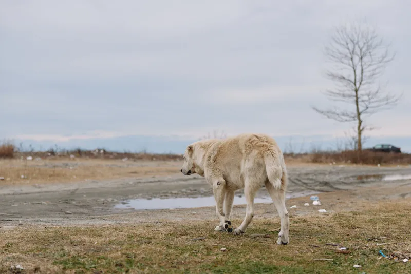 Dog walking through a barren outdoor scene with puddles, dry grass and a distant tree on a desolate landscape, capturing solitude, resilience and quiet mood in a natural moment