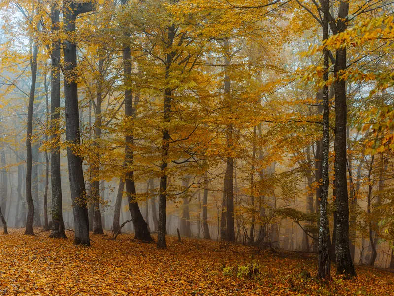 Жёлтые листья, осенний лес, природа, свежий воздух, высокие деревья