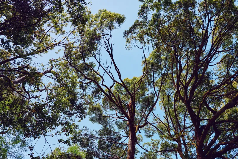 Trees canopy branches leaves sky sunlight forest foliage nature treetop framing a high-angle view of green crown with dappled light, tranquil outdoor scene emphasizing growth and calm.