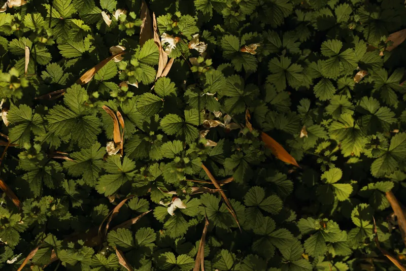Groundcover wild strawberry leaves and green foliage under dappled sunlight, closeup of low plants with small white flowers and fallen brown leaves on natural forest floor scene