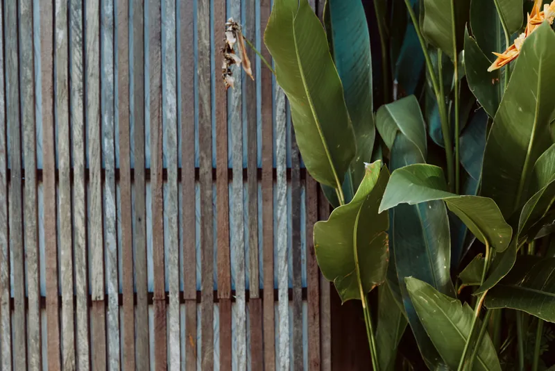 Close-up of lush green leaves beside a weathered wooden fence, outdoor lifestyle scene with natural light, rustic backdrop, calm garden mood, emphasizing nature and texture.