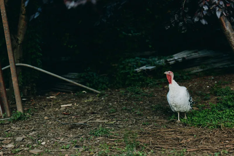 turkey, domestic turkey, farm, backyard, adult bird, rural — Adult domestic turkey standing alert under shaded trees in a rustic backyard, curious expression, green grass and dirt path for farm