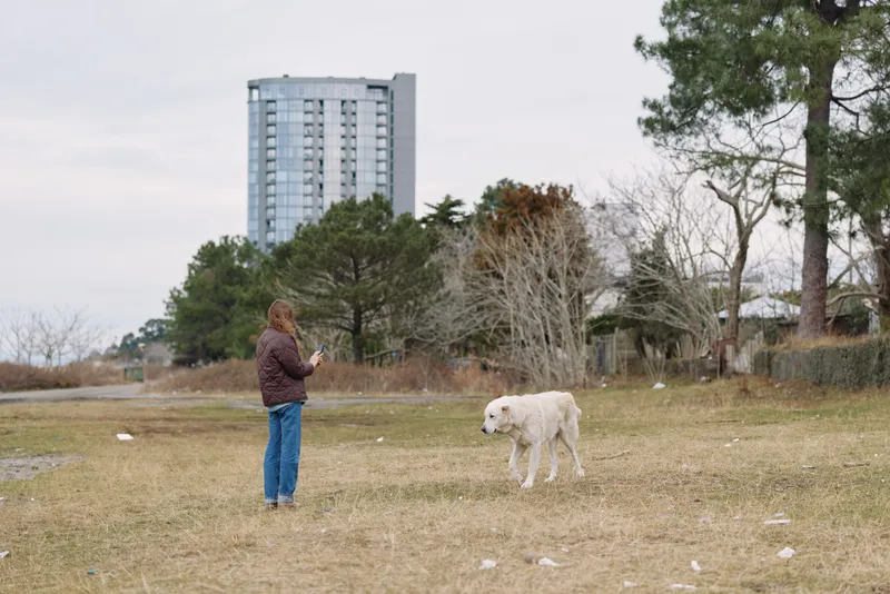 Dog and person in a park, outdoors with a wide field, distant high-rise building, trees and calm landscape, casual stroll, phone in hand, daytime scene for lifestyle and nature photography