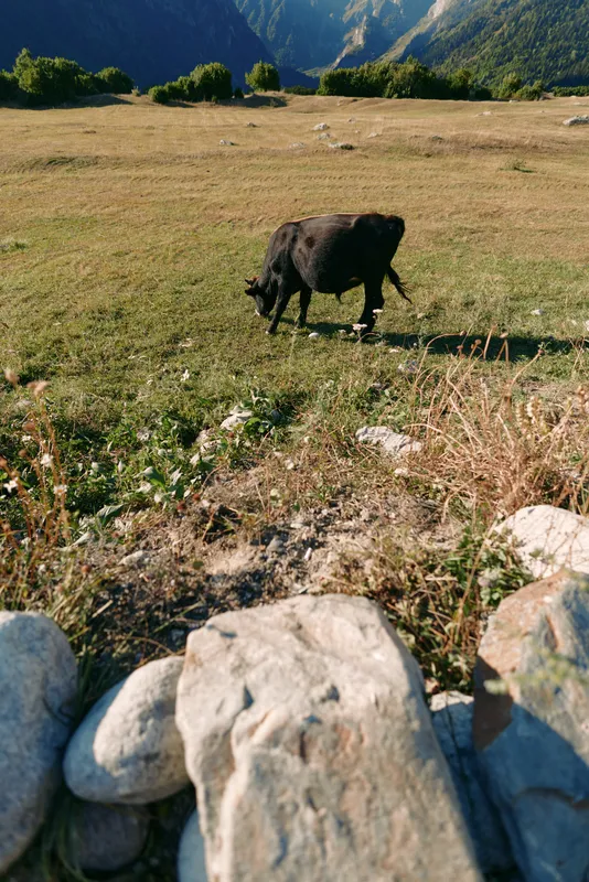 Cow grazing in a mountain meadow with rocks in foreground, lone black cattle feeding on green pasture under clear sky, rural landscape and alpine valley scenery.