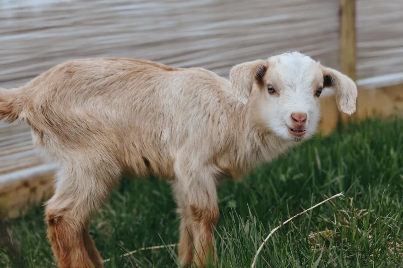 Goat kid outdoors, curious gaze, sunlit pasture, rustic fence background, soft grass underfoot, natural tones, candid wildlife moment, gentle lifestyle, innocent charm, countryside scene