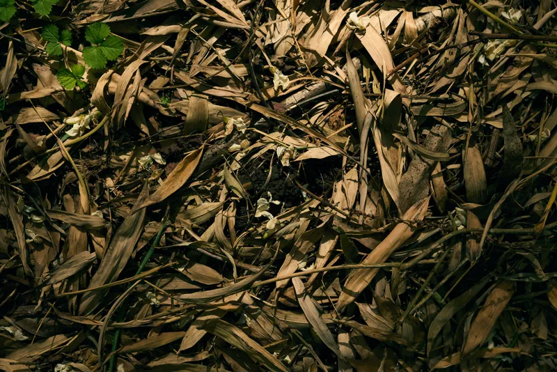 Leaf litter, dry leaves, forest floor, twigs, nature and texture in a closeup shot of brown fallen foliage, natural ground cover with dappled light and shadow, seasonal decay and organic detail.
