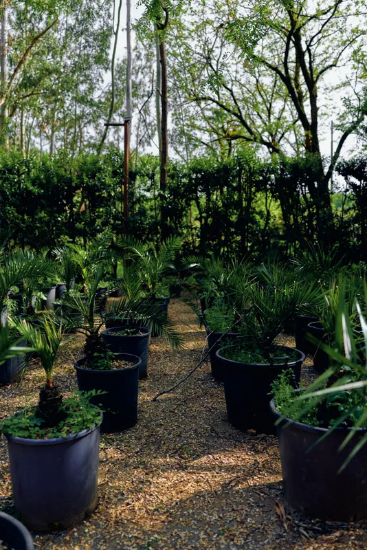 Nursery potted palms pathway pots plants greenery garden with rows of black containers and young palm trees on a gravel path under shade, outdoor plant nursery scene for landscaping.