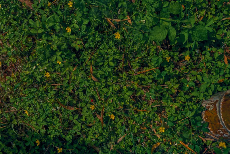 Clover grass green yellow ground plants with small leaves and wild flowers in closeup nature foliage texture, meadow carpet and organic soil background for botanical and garden use