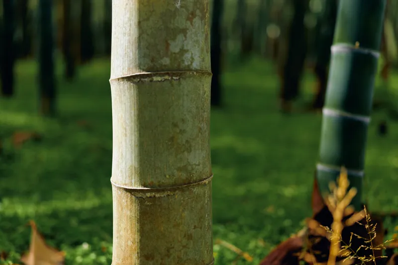 Bamboo stalk forest trunk green nature closeup showing textured nodes and mossy ground in sunlit grove. Vertical stems and calm natural scene with plant detail and serene atmosphere.