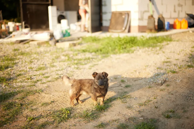 A small, playful dog standing on a sandy surface near a rustic building, expressing curiosity and joy in a warm, sunny setting, ideal for pet lovers.