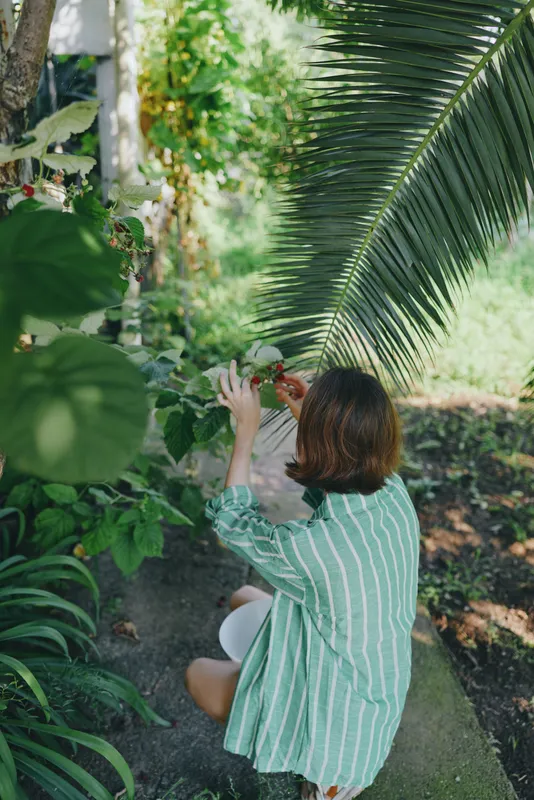 A person in a striped green shirt tends lush tropical plants in a sunny garden, reaching toward foliage beneath a large palm frond.