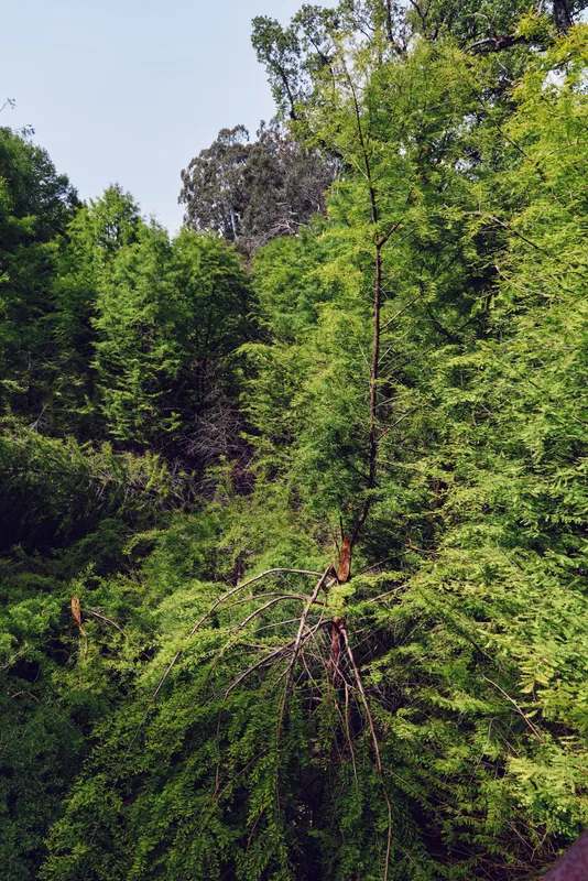 Forest trees foliage greenery nature canopy leaves woodland in a vertical view of dense green vegetation, branches and trunks filling the frame for a lush outdoor landscape scene.