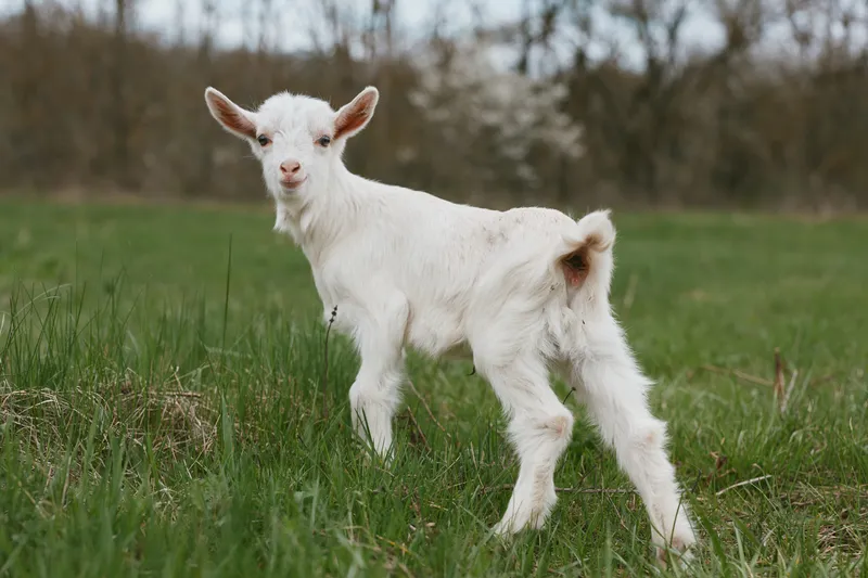 Goat kid animal in a grassy field, exploring the outdoors with a calm, curious vibe. Rural countryside scene, outdoor lifestyle, pasture grazing, and peaceful farm life captured in natural light.