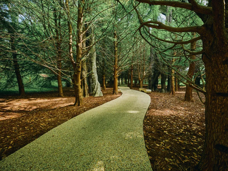 Path through dense forest with tall trees lining a winding walkway, nature trail bathed in dappled sunlight and leaflitter, peaceful outdoor park atmosphere for walking.