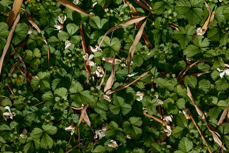wild strawberry leaves foliage groundcover flowers nature green closeup of dense low-growing carpet of trifoliate leaves with small white blossoms and brown dried grass texture outdoors