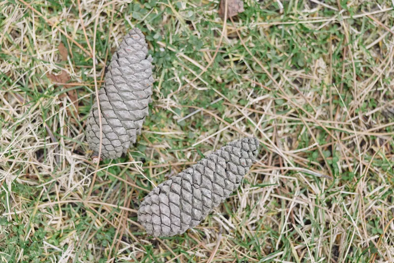 Pine cones lying on dry grass and soil, close up, showcasing textured scales and natural tones, outdoor nature scene with earthy details and calm woodland atmosphere.