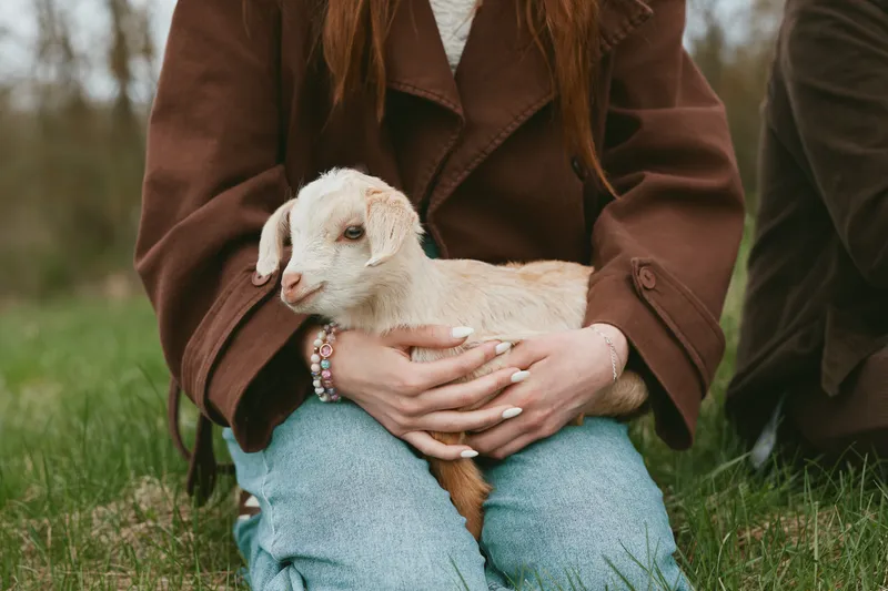 A goat kid sits on a grassy field while a person in a brown coat gently holds it, showcasing a warm lifestyle moment in a tranquil outdoor rural setting. With light and gentle atmosphere.