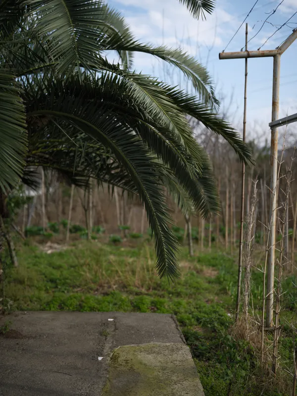 Tropical palm outdoors by garden path, rural fence and visible sky, soft daylight nature scene for lifestyle travel and home exterior