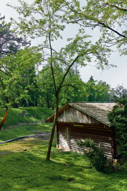 Cabin cottage wooden rural forest tree grass greenery in a sunlit clearing, rustic timber shed beside leafy trees, peaceful countryside scene with mossy roof and shaded lawn.