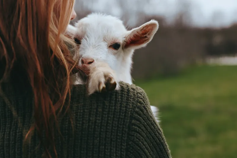A tender moment with a goat kid resting against a person's shoulder in a cozy sweater, set in a grassy outdoor space. A lifestyle scene highlighting companionship, care, and gentle animal interaction