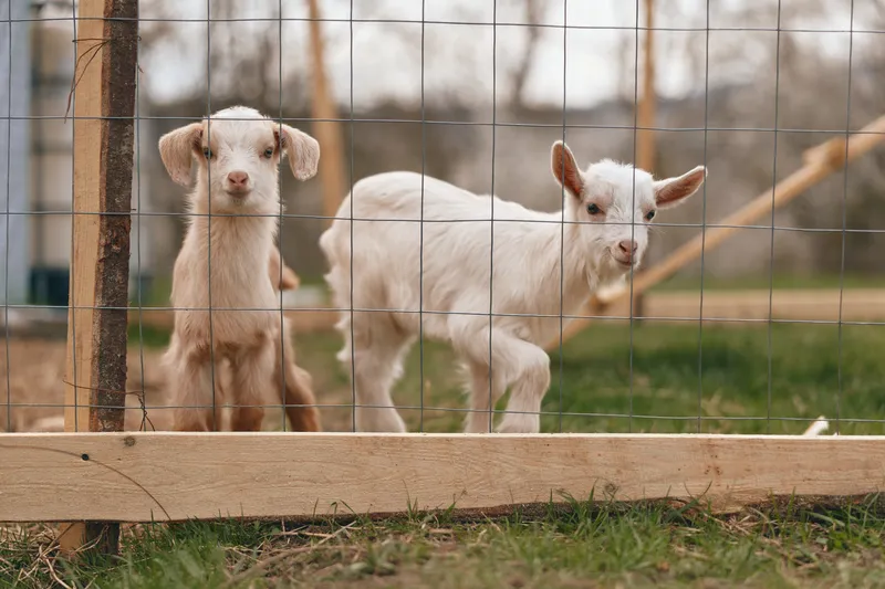 Two young baby goats stand behind a wire fence in a rural outdoor setting during daytime, showing curiosity and calmness in a natural lifestyle environment.