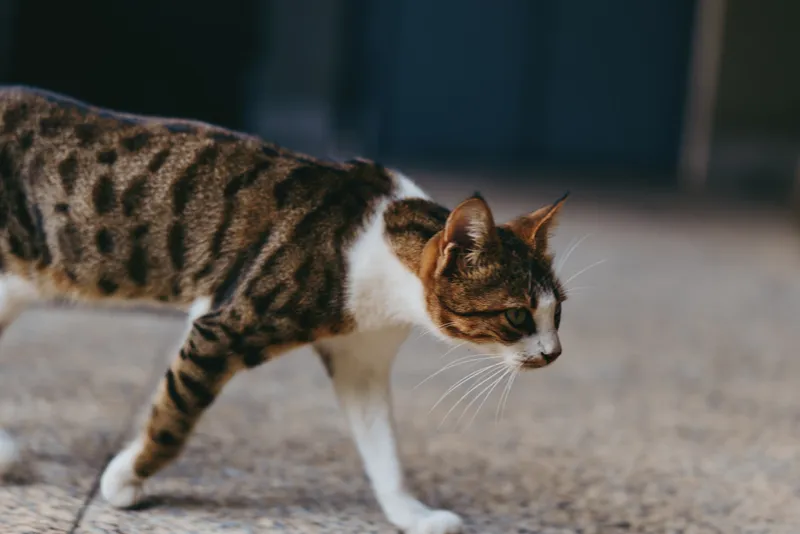 Tabby cat domestic shorthair walking cat urban street alert expression side profile with green eyes and striped coat, short hair feline strolling on pavement in candid pet portrait.