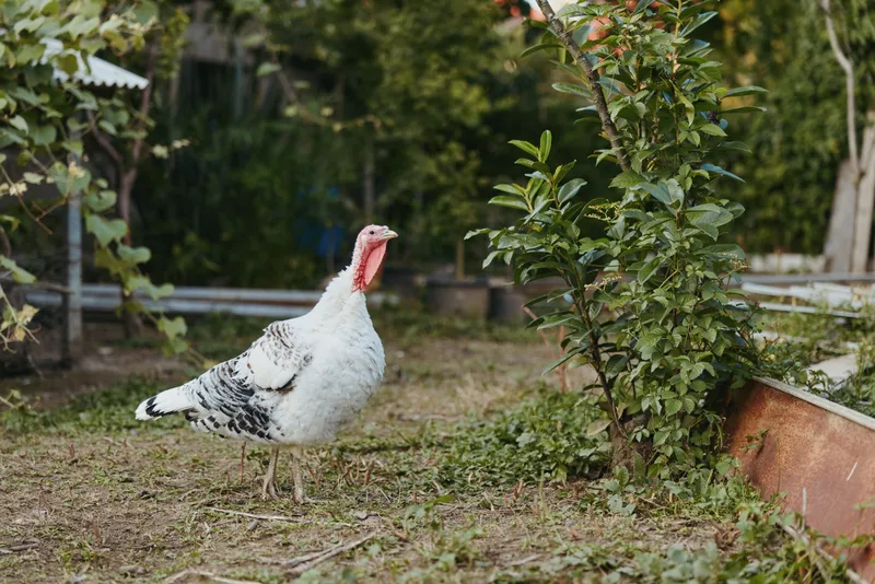 White turkey adult tom standing alert in rural backyard garden, free range poultry foraging on grass near raised beds and fence, natural farm lifestyle scene in morning light.