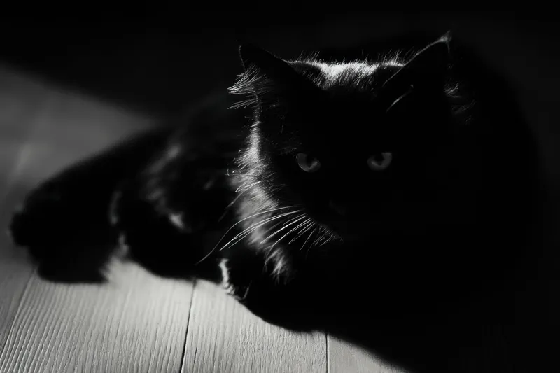 Этот жуткий черный кот лежит в тускло освещенном пространстве, его глаза светятся, воплощая тайну и очарование в захватывающей, затененной обстановке, идеально подходит для любителей кошек и…