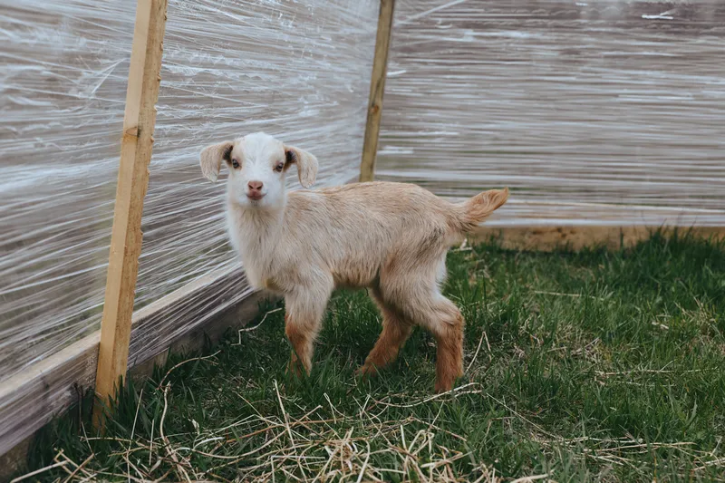 Young goat kid stands beside a wooden wall in a sunny yard, a curious animal on a farm outdoors, grazing grass in an outdoor enclosure, a rustic rural scene with straw and calm atmosphere